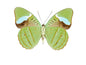 Olivewing Green Butterfly 'Nessaea obrinus' unspread