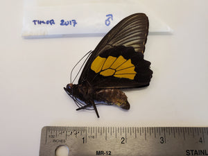 Birdwing Butterfly 'Troides plato' Male