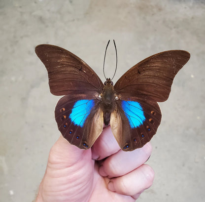 REAL Iridescent Blue Butterfly 'Prepona chromus' unmounted