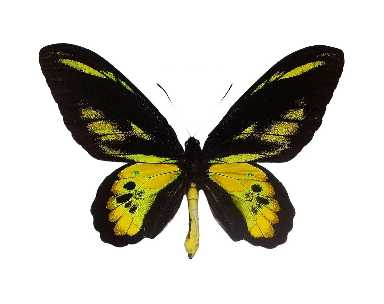 Ornithoptera rothschildi Birdwing Butterfly Male and Female Pair Ships from USA