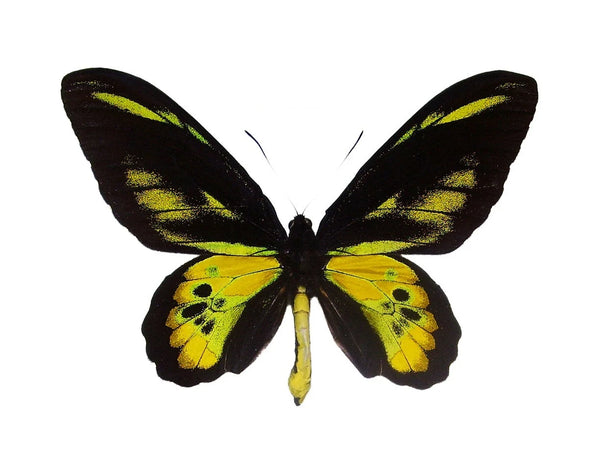 標本 Arfak Ornithoptera rothschildi pair 1_6616d378-652e-4c82-a05f-