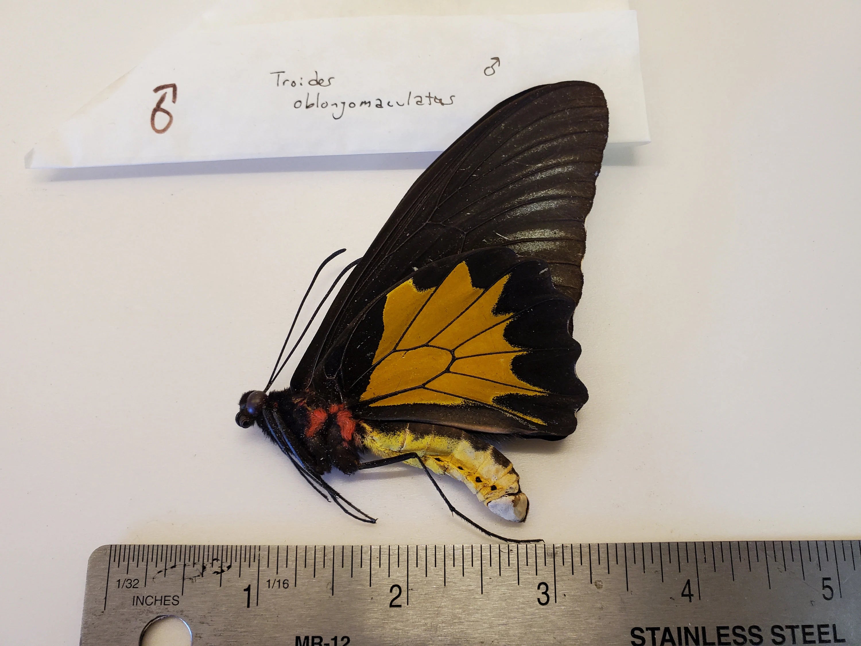Birdwing Butterfly 'Troides oblongomaculatus' Male