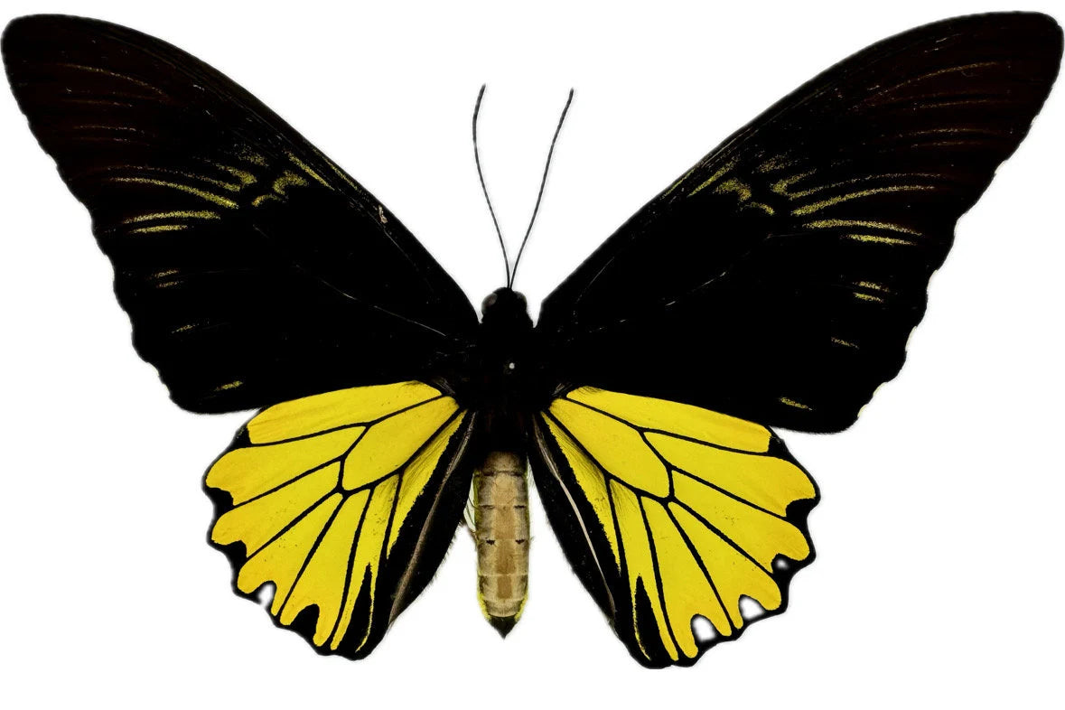 Troides cuneifera, Large Yellow and Black Birdwing Butterfly