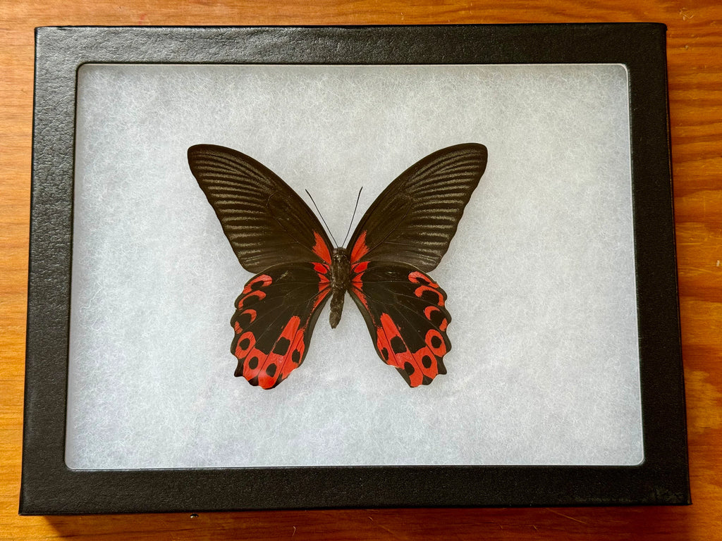 SPREAD and FRAMED Red Scarlet Butterfly 'Papilio rumanzovia'