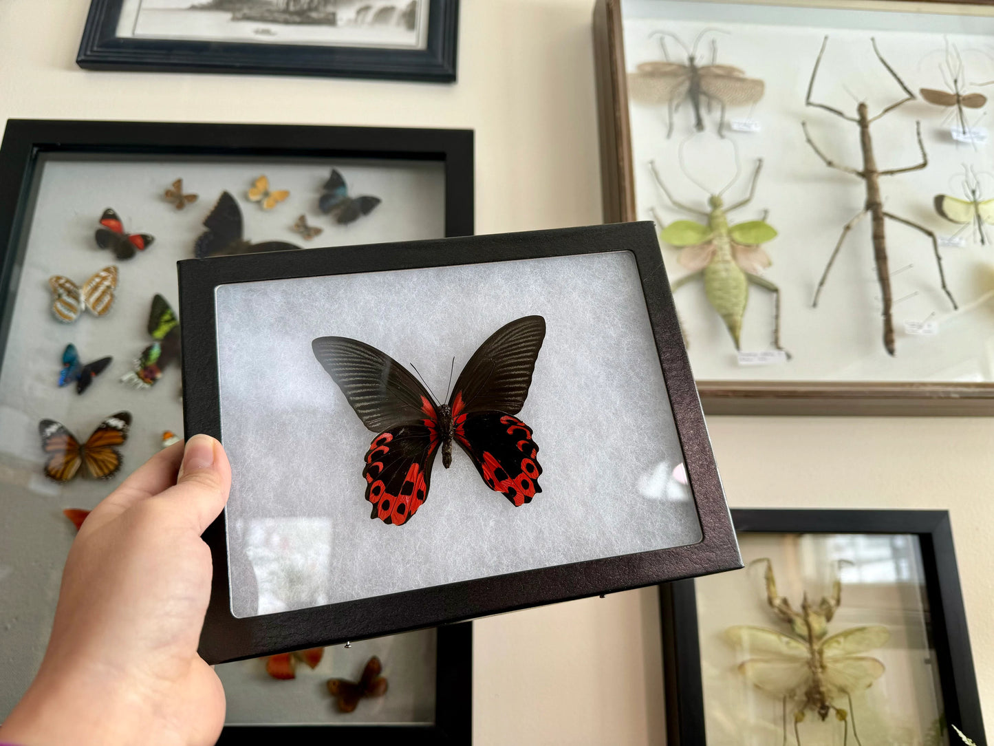 SPREAD and FRAMED Red Scarlet Butterfly 'Papilio rumanzovia'