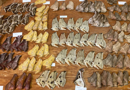 Mixed lot of REAL Moths for artwork, crafts, and projects! Assorted