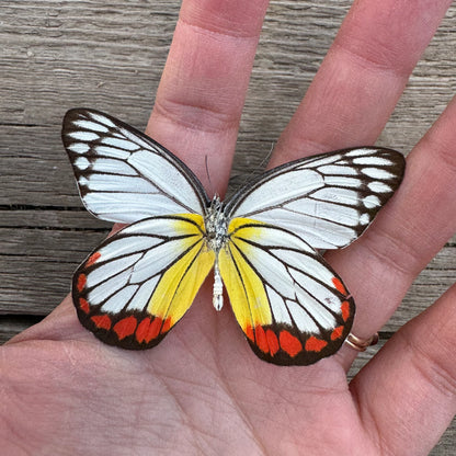 Painted Jezebel Butterfly 'Delias hyparete'