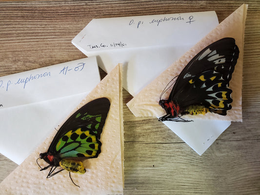 RARE Ornithoptera priamus euphorion Pair Birdwing Butterfly Unspread