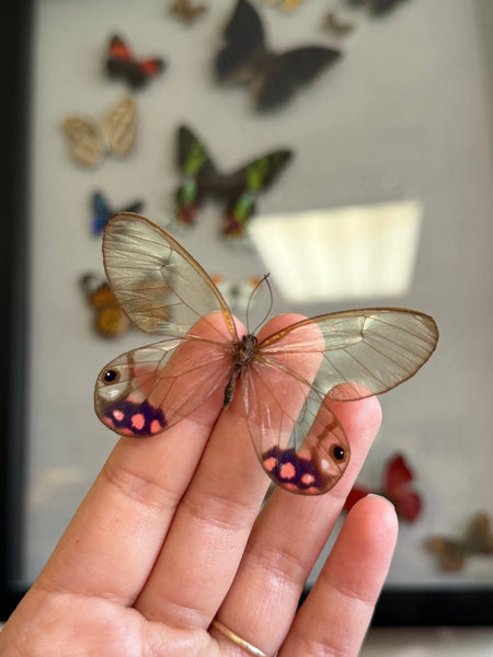 Purple Spotted Clearwing butterfly, Cithaerias pyropina, mounted and framed in a online wood shadowbox