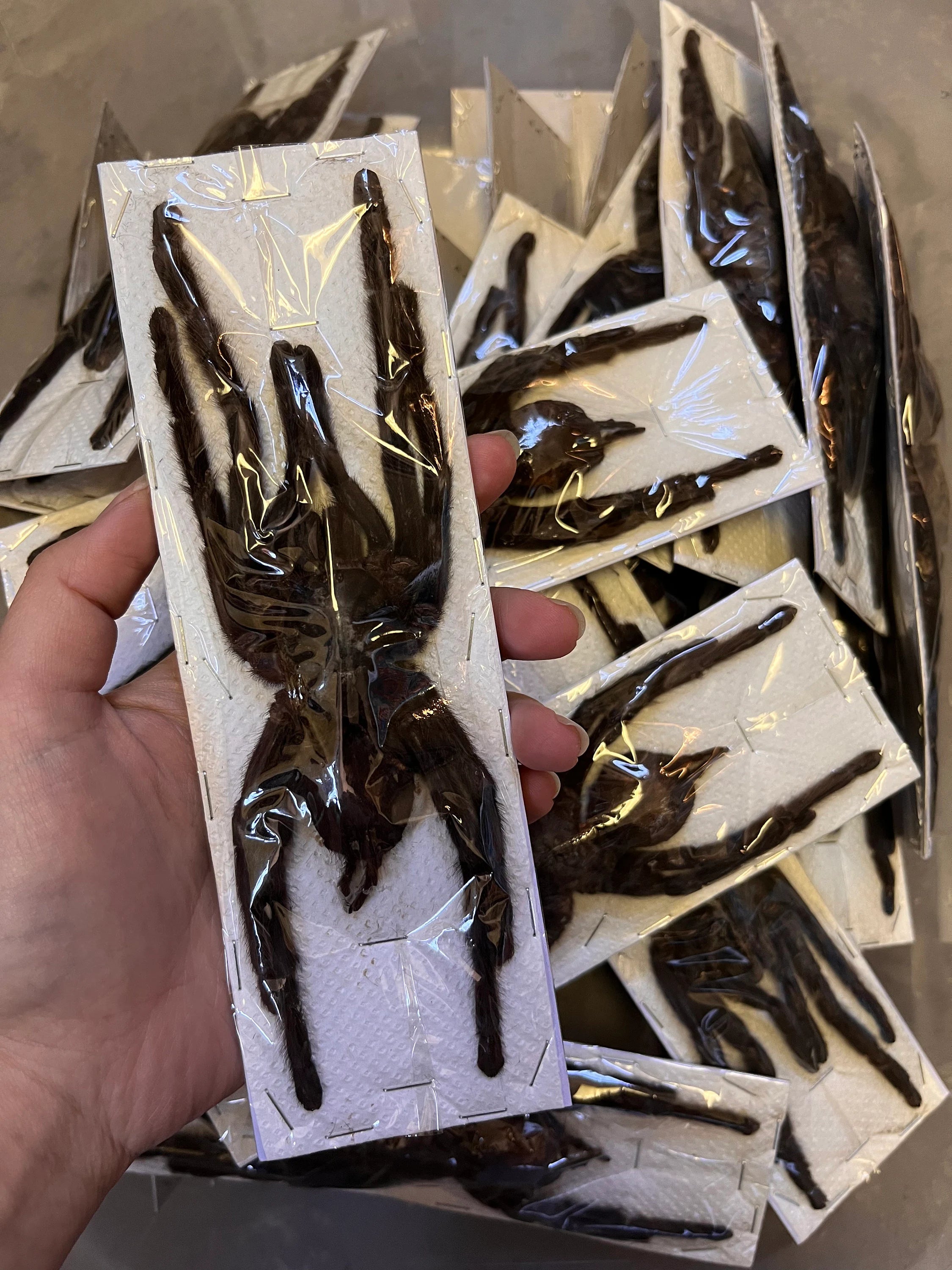 HUGE Thailand Black Tarantula ‘Haplopelma minax’ unspread