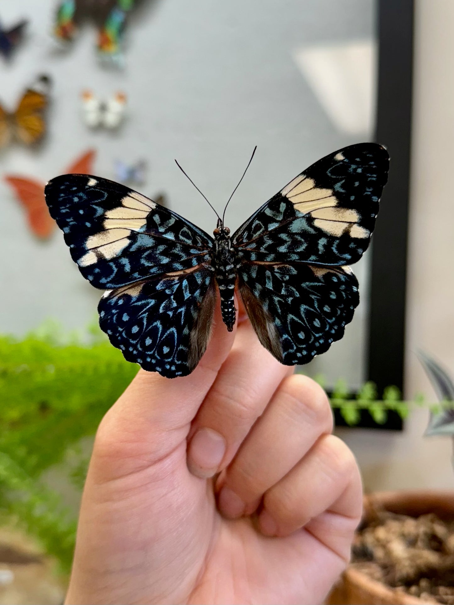Red Cracker Butterfly 'Hamadryas amphinome'