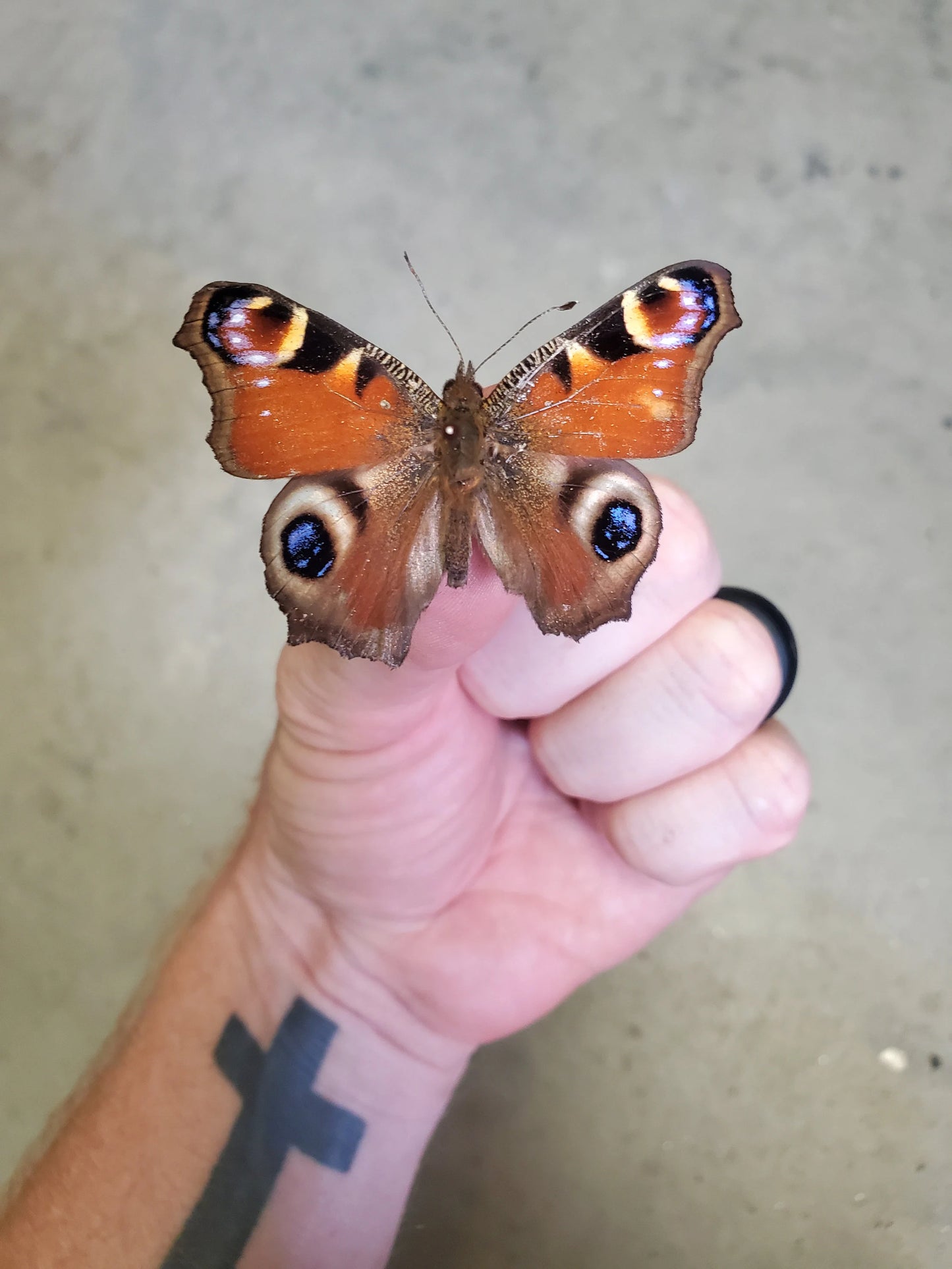 REAL Peacock Butterfly 'Aglais io'