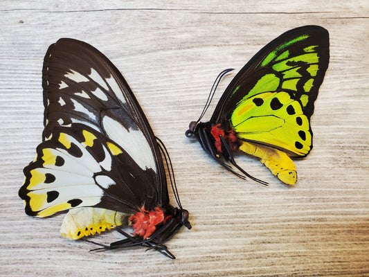 Ornithoptera priamus teucrus pair Birdwing Butterfly Unspread