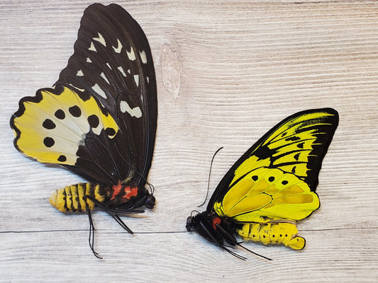 EXTREMELY RARE! Ornithoptera chimaera PAIR Male and Female Real Birdwing Butterfly!