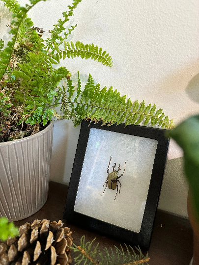 Framed and SPREAD Reindeer Horn Antler Beetle 'Dicranocephalus wallichii'