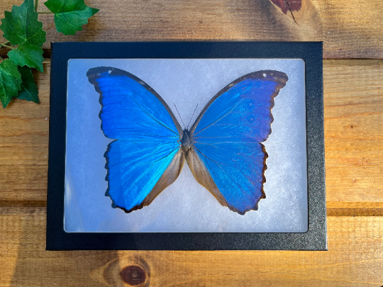 FRAMED Blue Morpho Butterfly, REAL Morpho menelaus SPREAD Butterfly