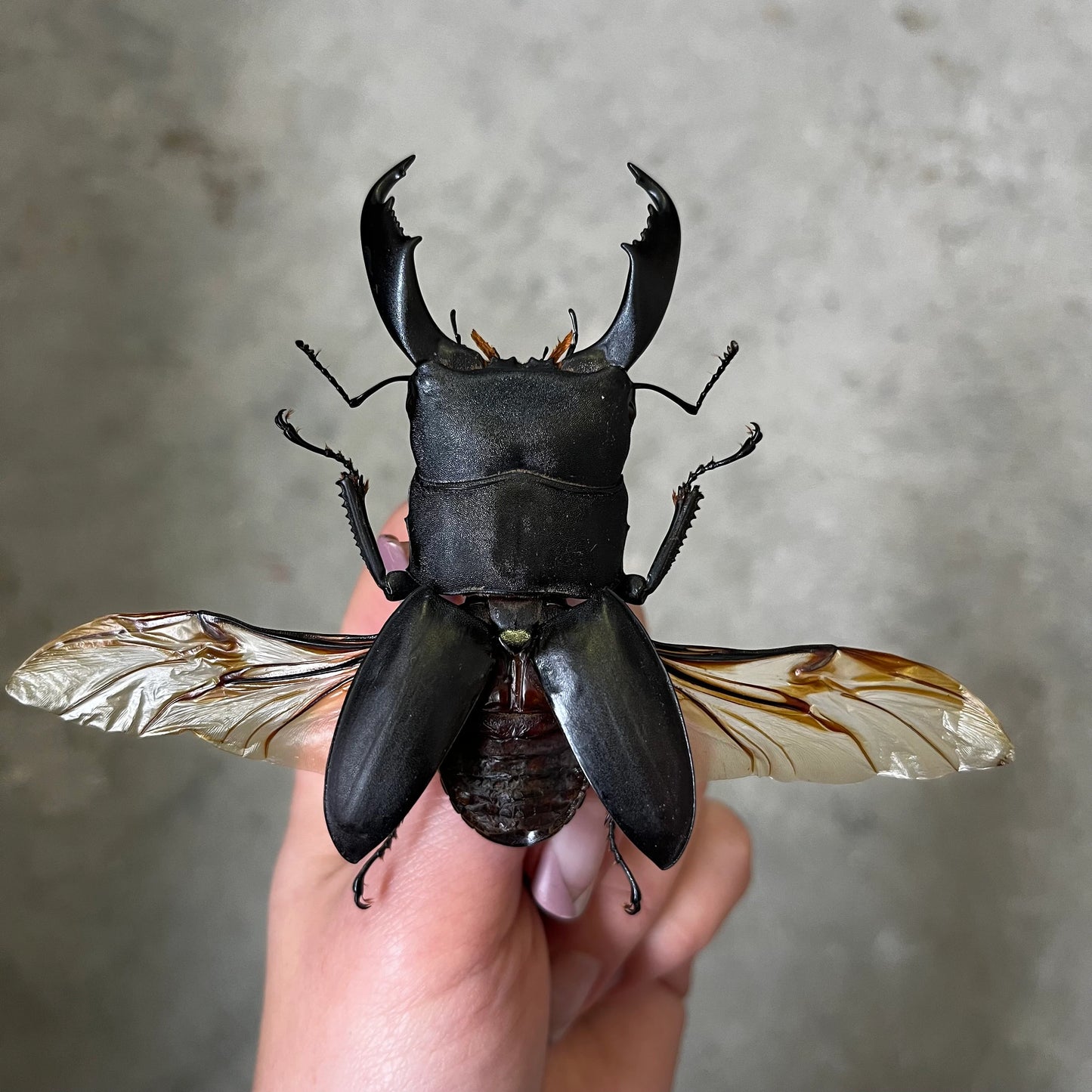 HUGE Stag Beetle 'Dorcus bucephalus' Real Cool Weird Insect! Wings Closed