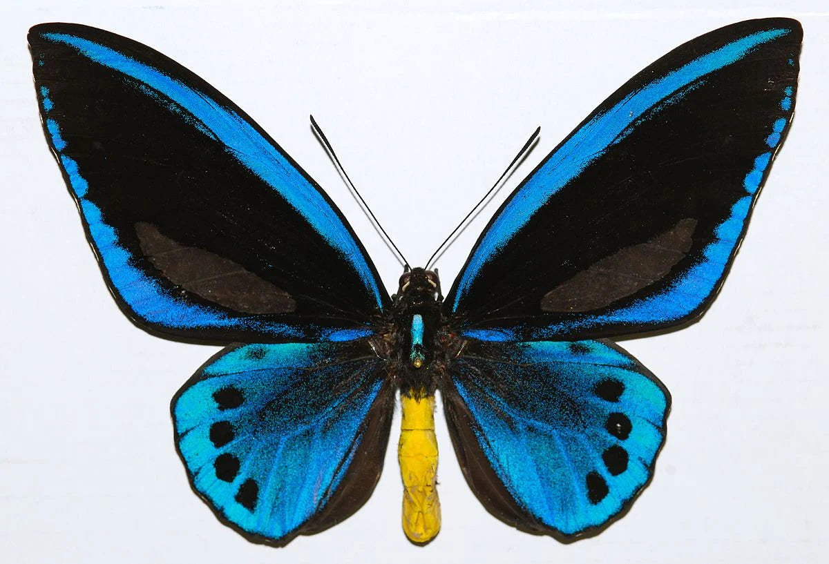 Rare Giant Blue Birdwing Butterfly! 'Ornithoptera priamus urvillianus' PAIR! Male and Female, Ships from USA