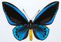 Rare Giant Blue Birdwing Butterfly! 'Ornithoptera priamus urvillianus' A1- Condition Ships from USA