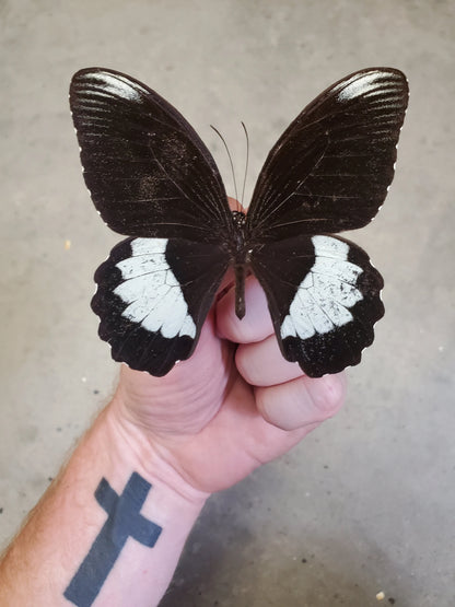 Papilio ambrax Swallowtail REAL Black and White Butterfly, unmounted