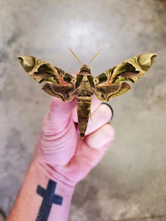 REAL Army Green Camouflage Sphinx Moth 'Daphnis nerii' Wings Unspread