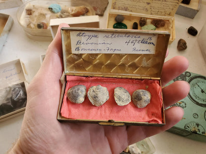 Vintage Pink Quartz Case with Shell Fossils Real Authentic Mineral and Stone Specimens