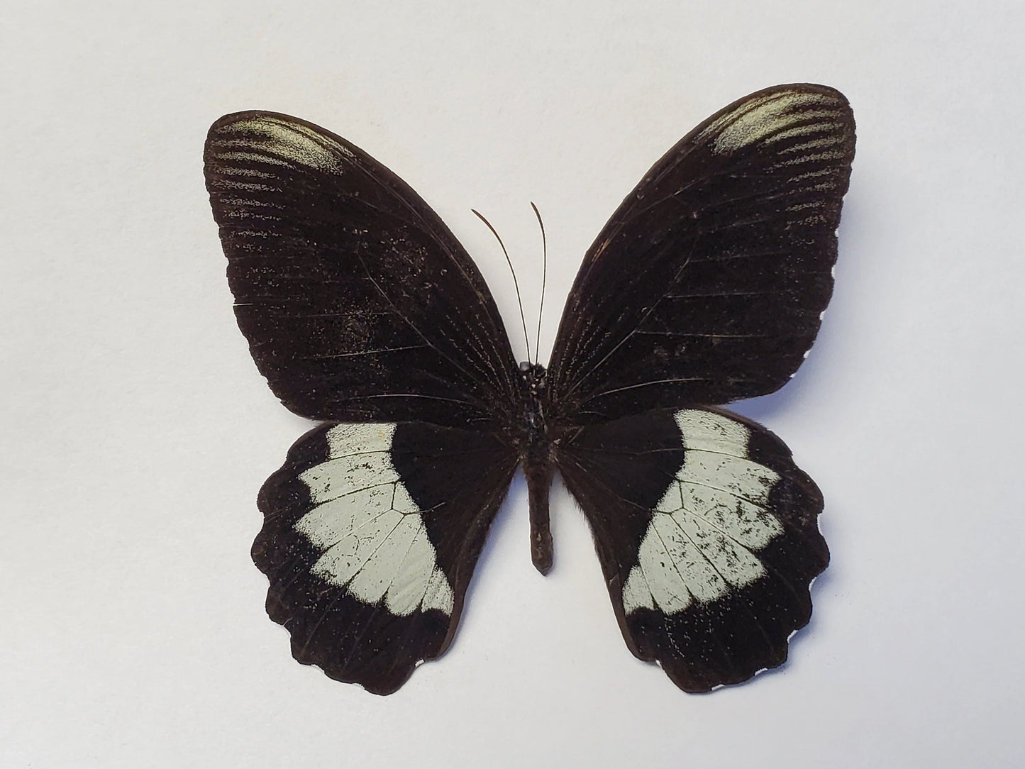 Papilio ambrax Swallowtail REAL Black and White Butterfly, unmounted