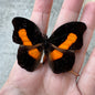 Firewing Butterfly 'Catonephele acontius' Unspread A1-