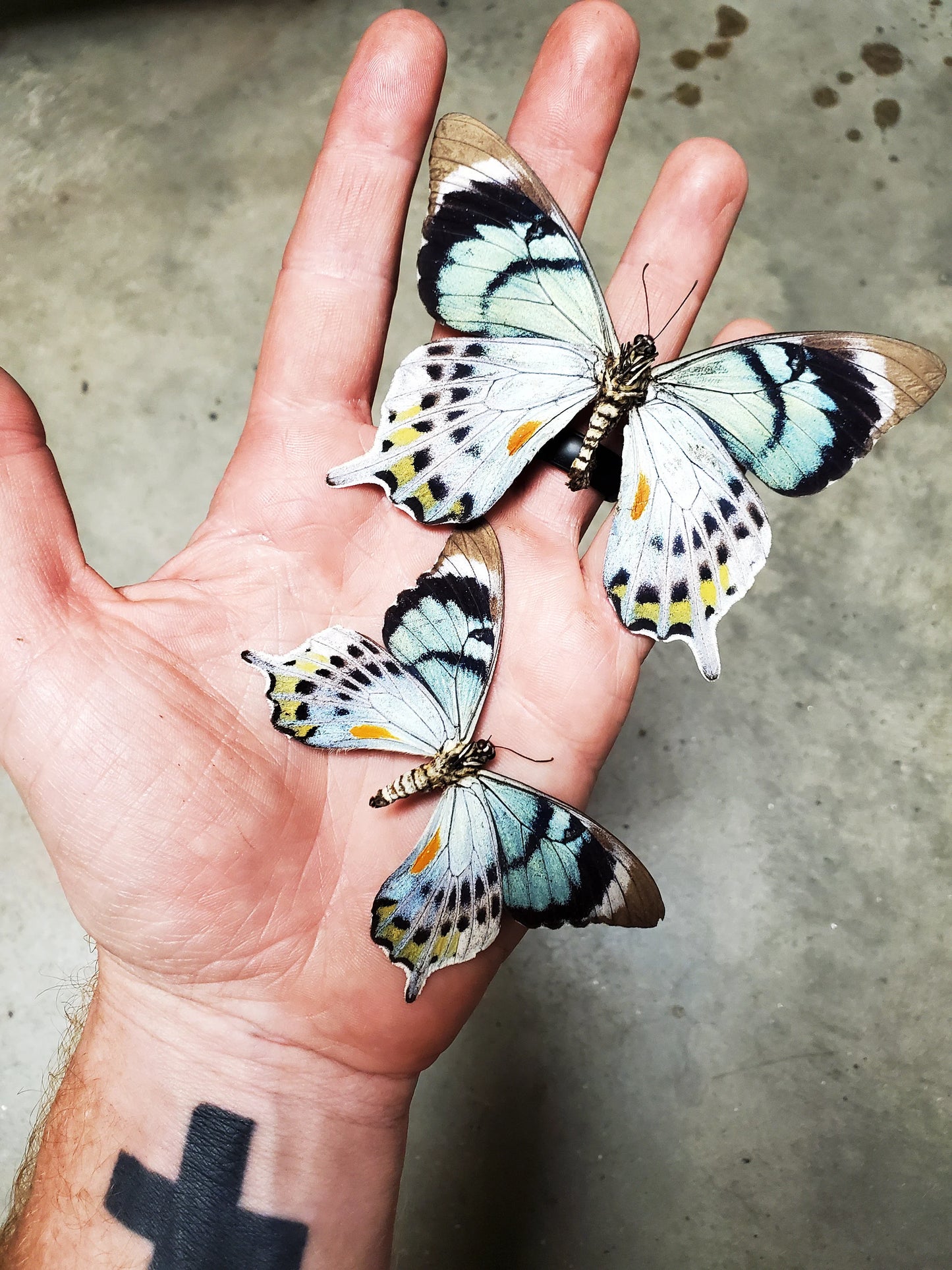 Extremely RARE! Papilio laglaizei, real butterfly, unmounted