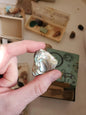 Genuine Mother-of-Pearl Real Authentic Mineral and Stone Specimens