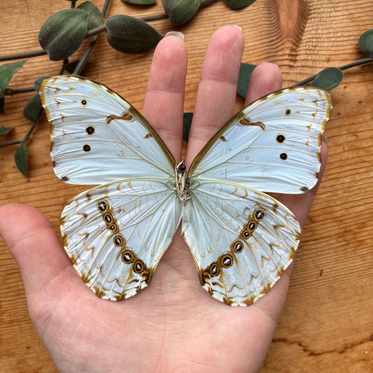 White Morpho Butterfly 'Morpho epistrophus' UNSPREAD