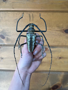 Batocera wallacei, Real XL Longhorn Beetle Unmounted/Unspread
