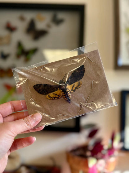 SPREAD Death's Head Hawkmoth 'Acherontia styx' Wings Spread Open SUSTAINABLY SOURCED