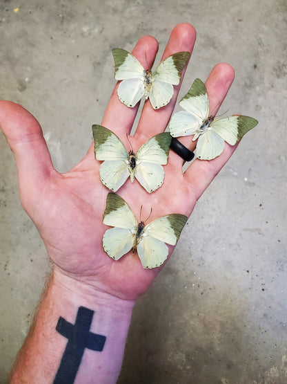 REAL Green African Butterfly 'Charaxes subornatus' WEIRD Colors!