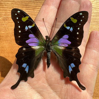 Graphium weiskei, Purple Spotted Swallowtail