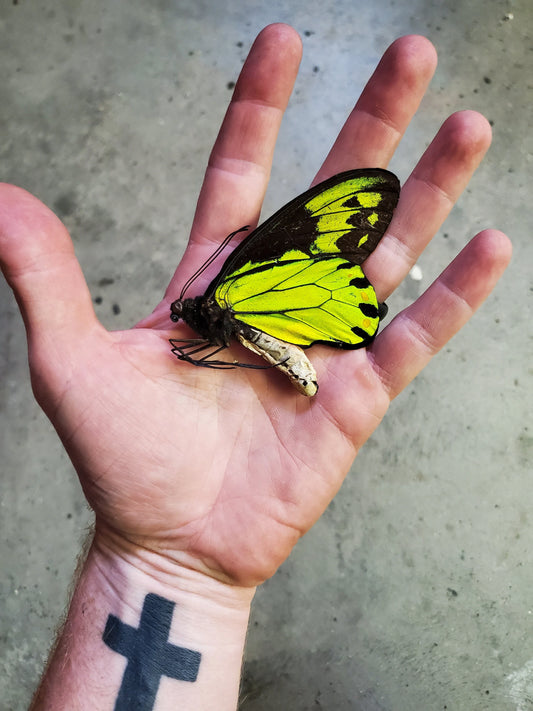 RARE! Ornithoptera victoriae Male A- Condition Birdwing Butterfly Unspread