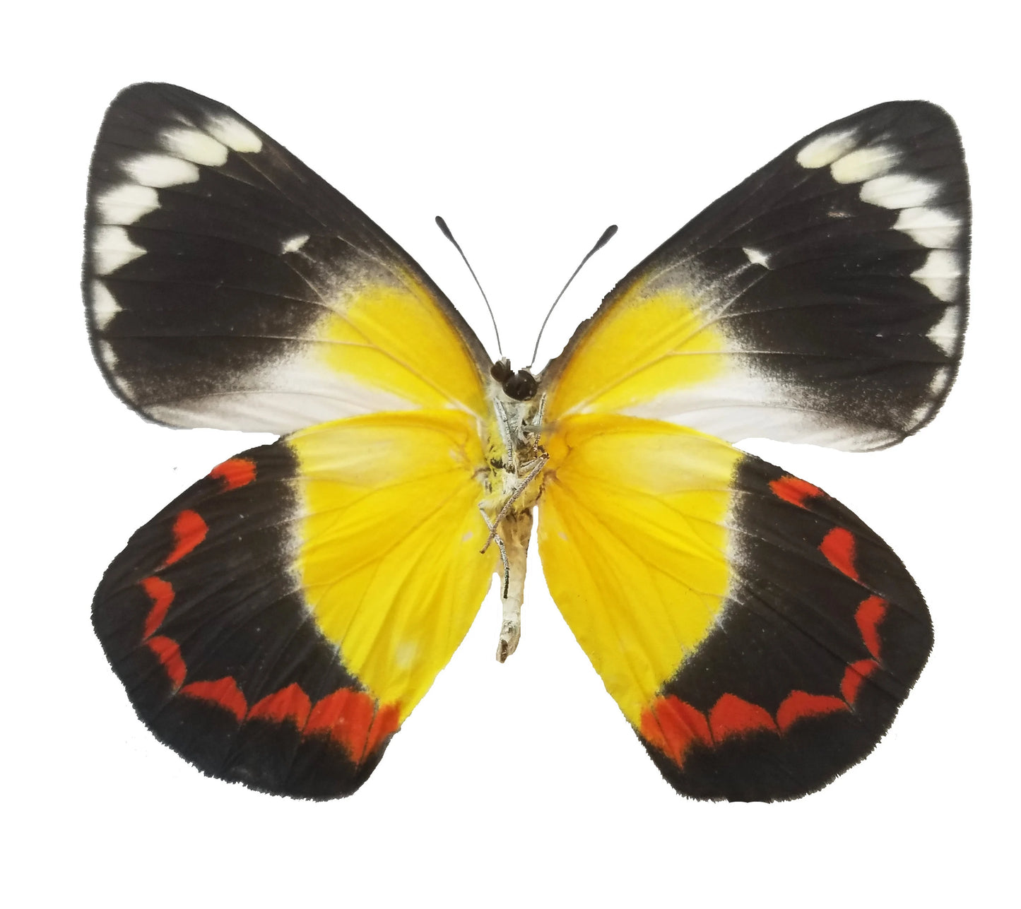 Delias timorensis Butterfly, Black, Red, Yellow