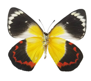 Delias timorensis Butterfly, Black, Red, Yellow