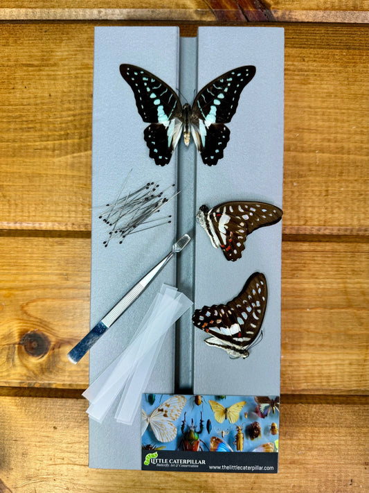 Complete Butterfly Mounting Kit with Spreading Board, PRESERVED BUTTERFLIES, entomology tweezers and more! Pinning Kit