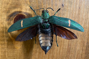 Lot of 5 LARGE Jewel Beetles 'Catoxantha opulenta' Wings Closed