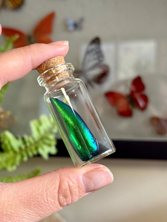 REAL Jewel Beetle Elytra Glass Vial -Natural Curiosities Vintage Decor, Curio Cabinet Cottagecore