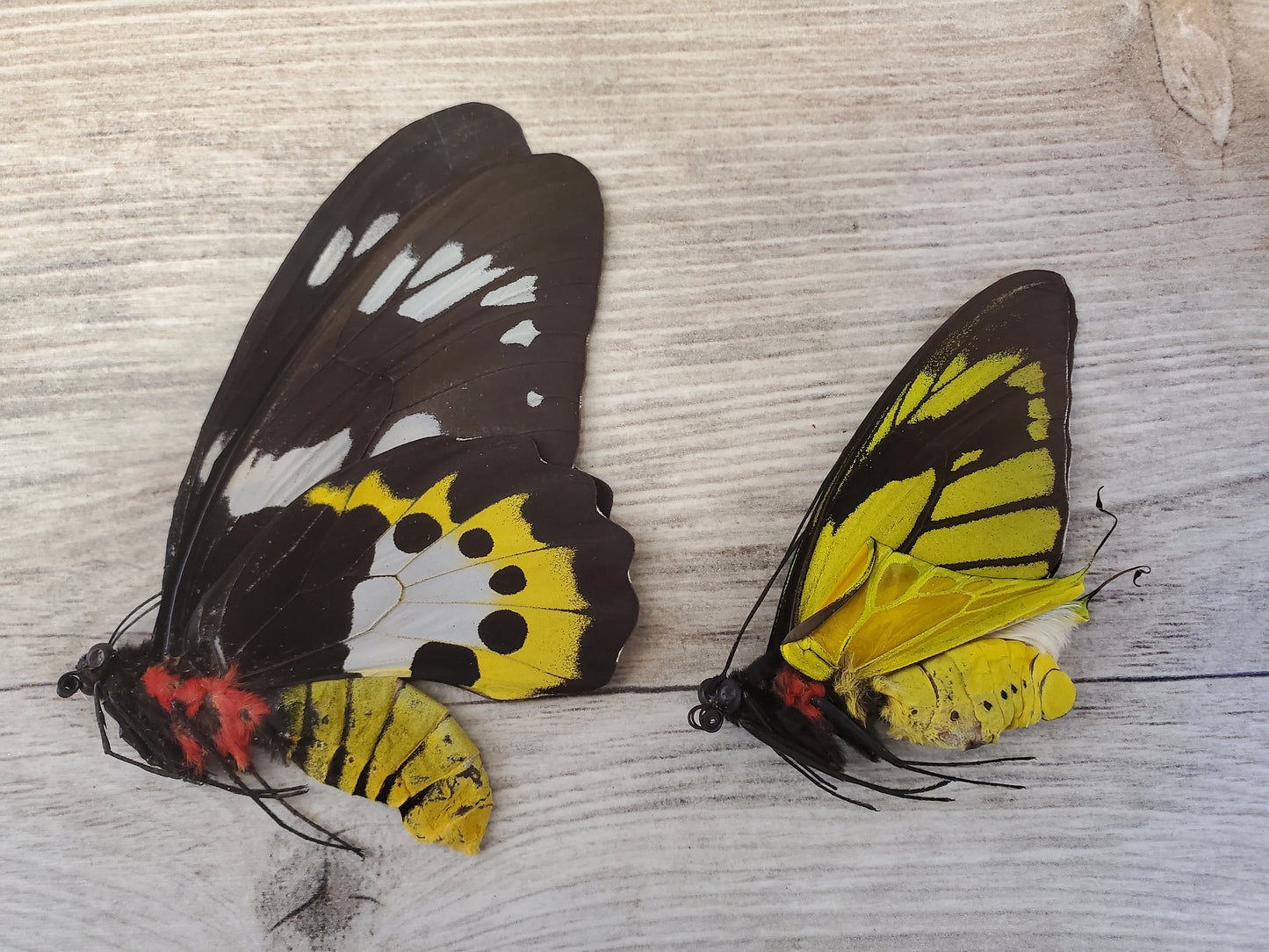 EXTREMELY RARE! Birdwing Butterfly 'Ornithoptera meridionalis' PAIR Male and Female Unspread