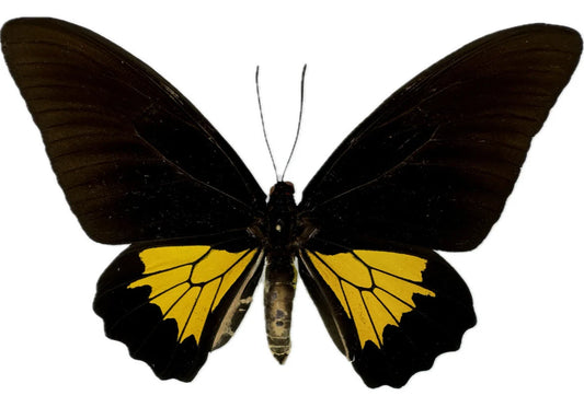 REAL Troides oblongomaculatus papuensis, Large Yellow and Black Birdwing Butterfly