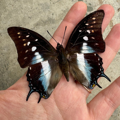 Polyura cognatus Butterfly Unspread A1-