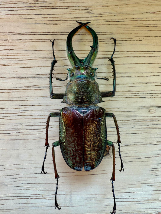 Four Eyed Stag Beetle 'Sphaenognathus feisthamelii' Unspread