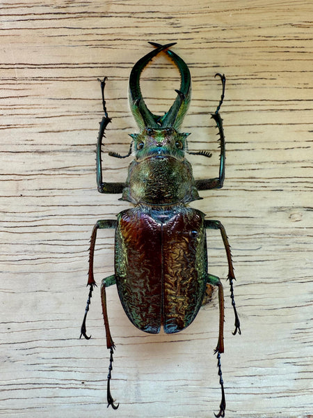 標本 Ecuador Sphaenognathus kolbei 34mm 1_a1999d20-920b-49a2-8b56-