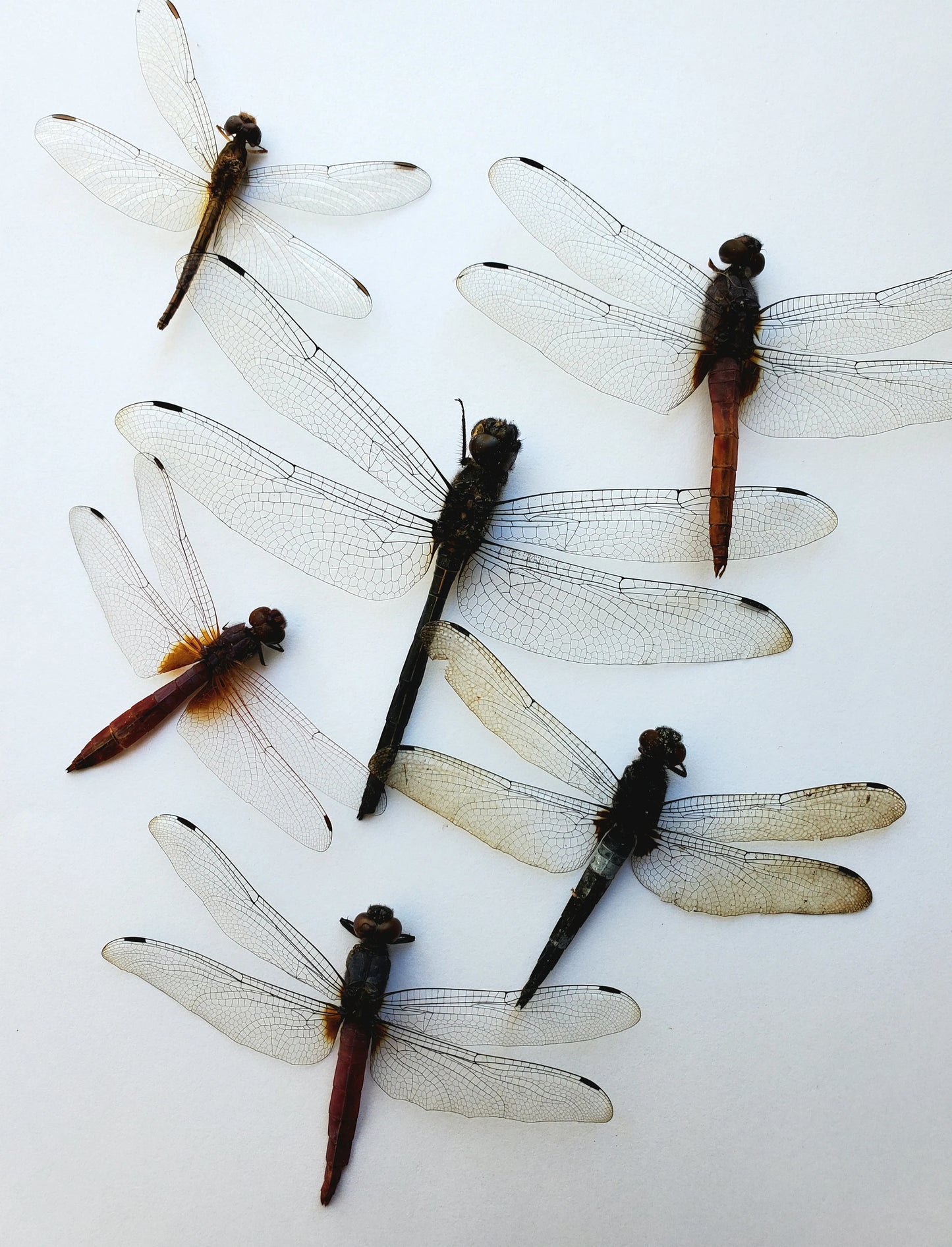 Mixed Clearwing Dragonflies SPREAD Insects!