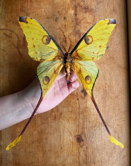 Argema mittrei Madagascar Comet Moth Male HUGE LUNA Unspread