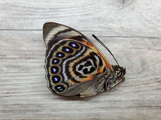 RARE Agrias claudina lugens Butterfly A/A- Condition unspread/unmounted Real