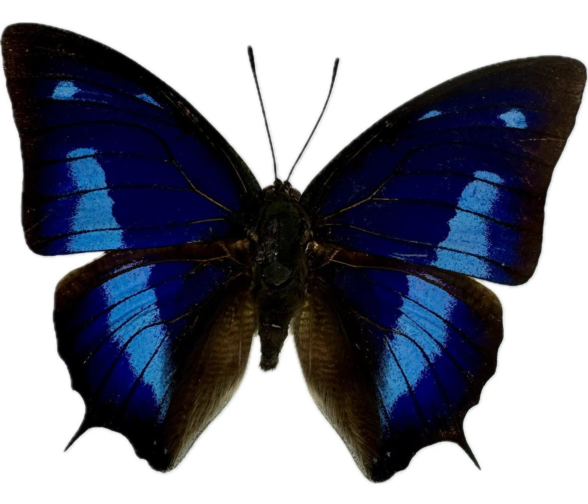 REAL Metallic Blue Butterfly 'Anaea cyanae' unmounted